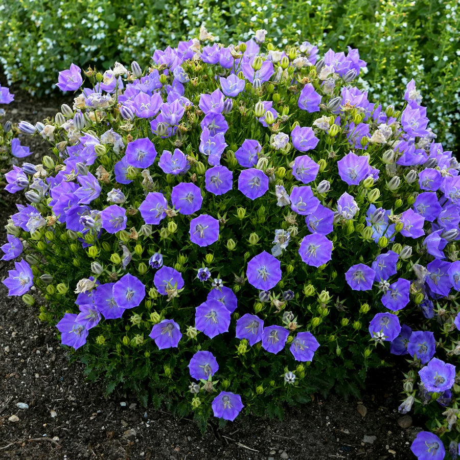CAMPANULA CARPATICA - RAPIDO BLUE