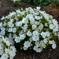 CAMPANULA CARPATICA - RAPIDO WHITE