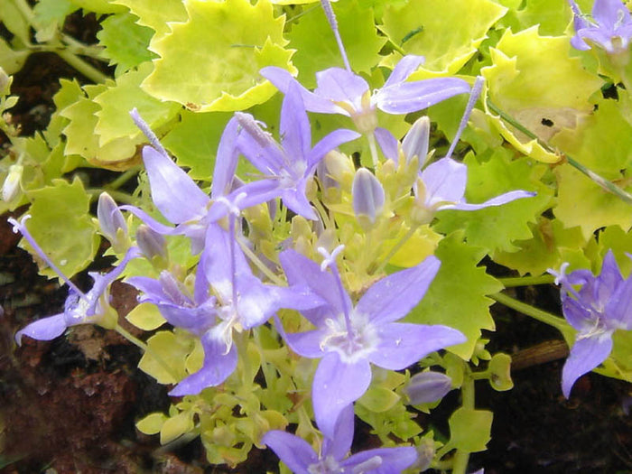 CAMPANULA GARGANICA - DICKSON'S GOLD