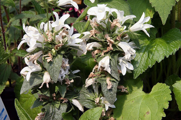 CAMPANULA GLOMERATA - ALBA