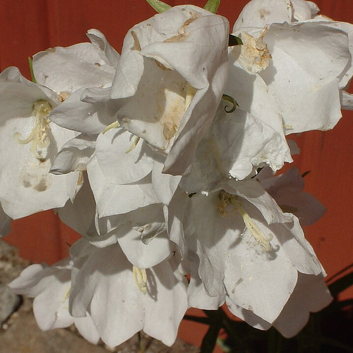 CAMPANULA PERSICIFOLIA - ALBA