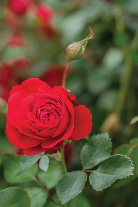 ROSA - CANADIAN SHIELD