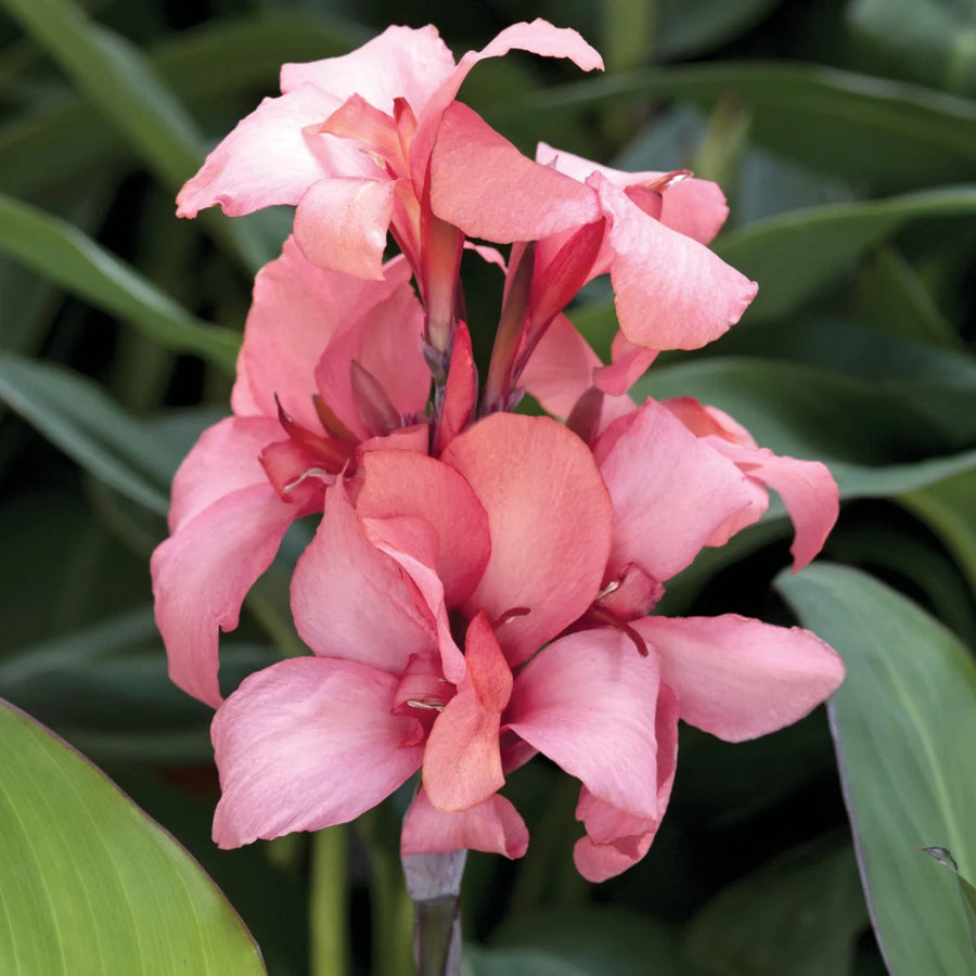 CANNA X GENERALIS CANNOVA® - MANGO