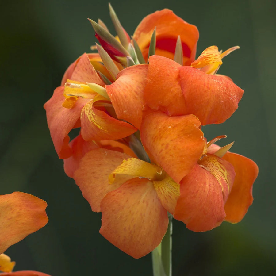 CANNA X GENERALIS CANNOVA® - ORANGE SHADE