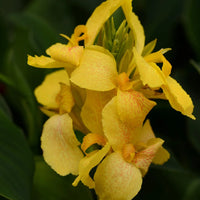 CANNA X GENERALIS CANNOVA® - YELLOW F1