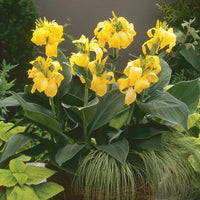 CANNA X GENERALIS CANNOVA® - YELLOW F1