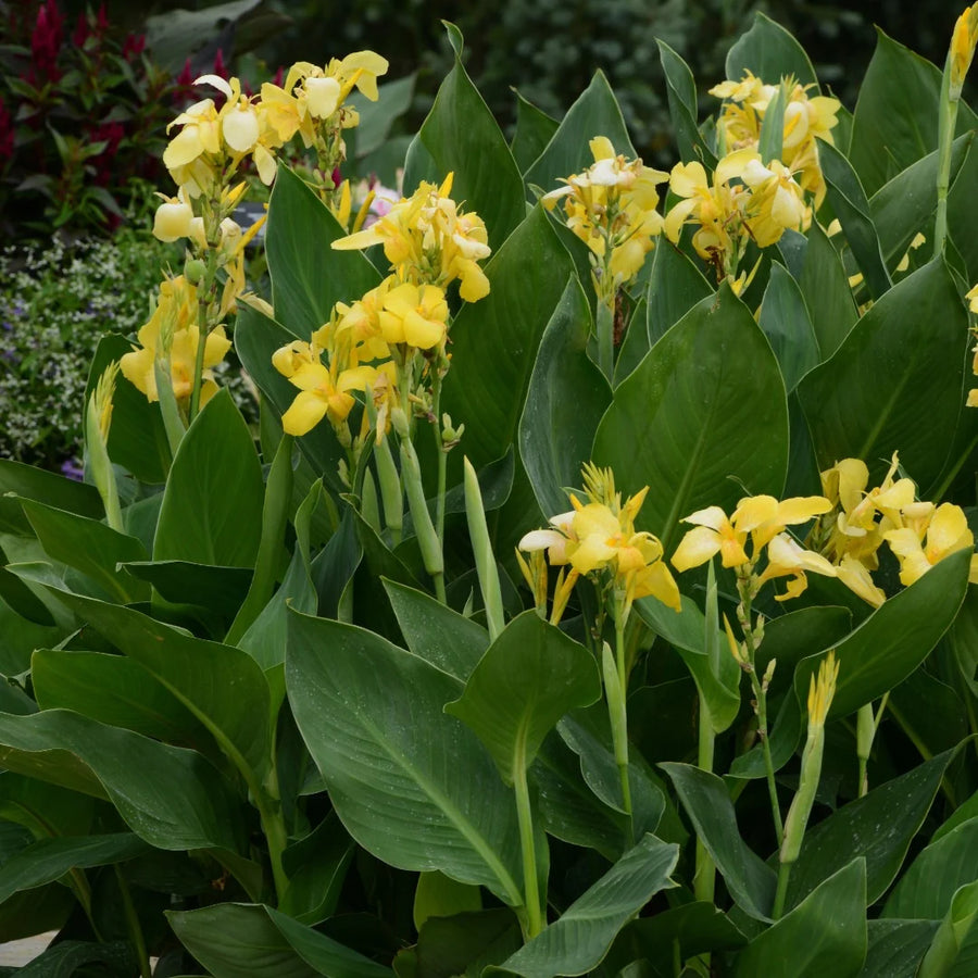 CANNA X GENERALIS CANNOVA® - YELLOW F1
