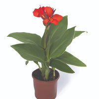 CANNA X GENERALIS CANNOVA® - SCARLET F1