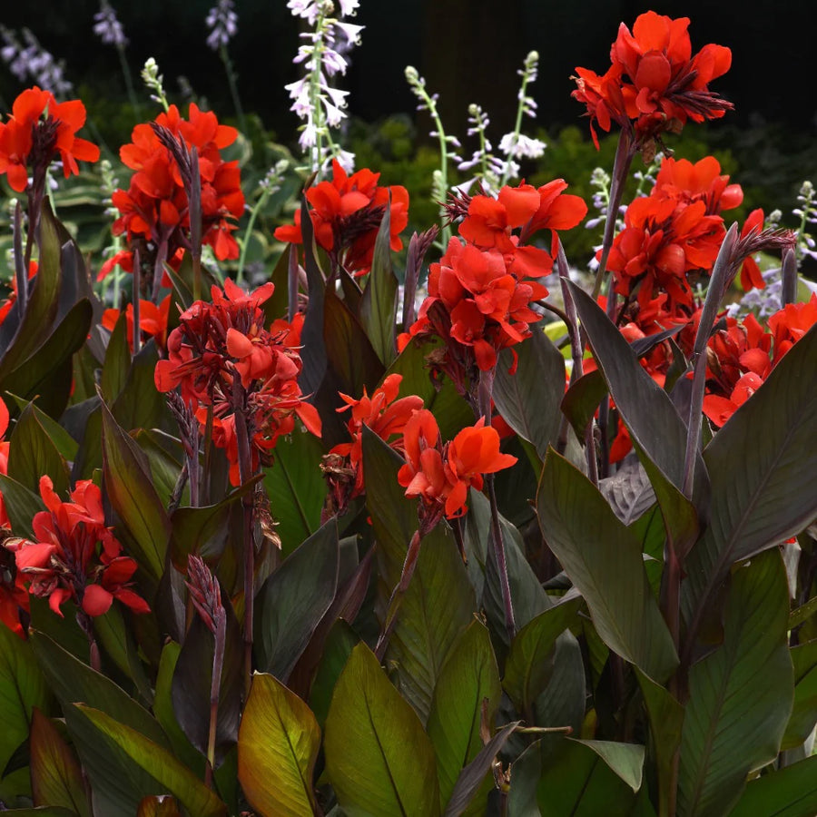 CANNA X GENERALIS CANNOVA® - SCARLET F1