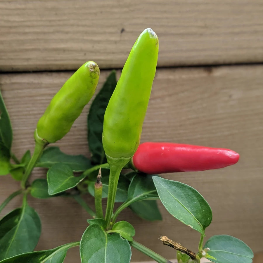 PIMENT FORT - SUPER CHILI