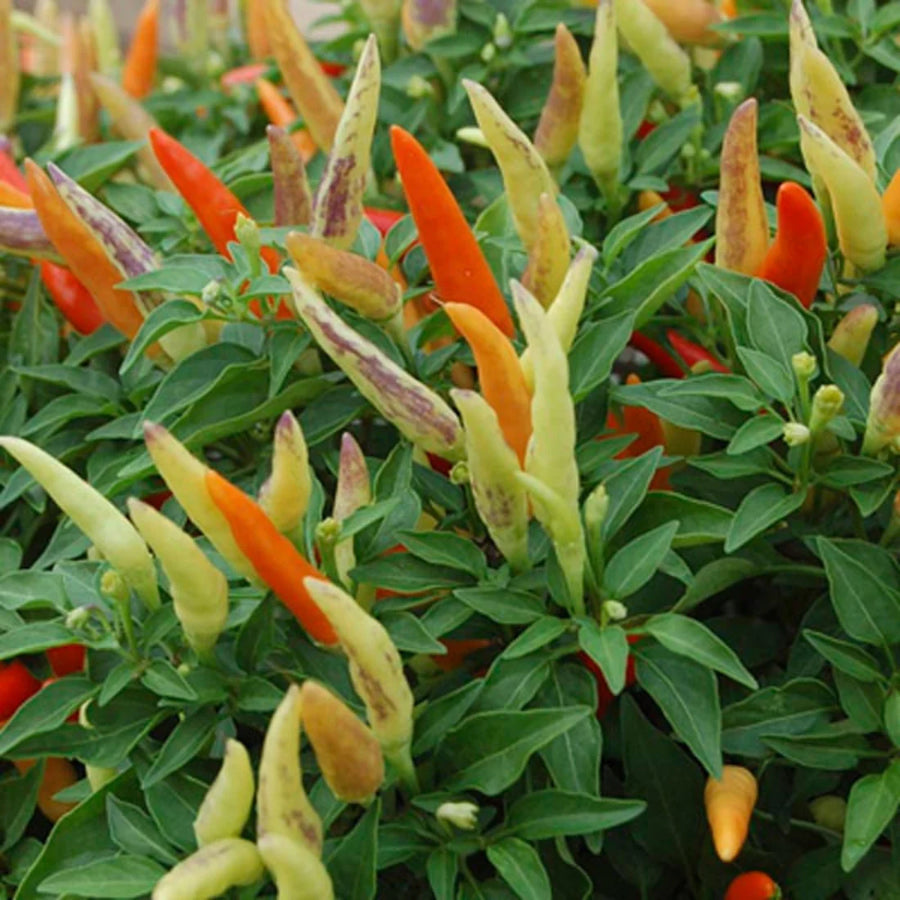 PIMENT FORT - BASKET OF FIRE