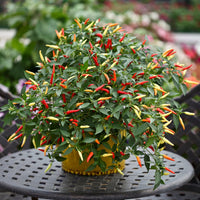 PIMENT FORT - BASKET OF FIRE