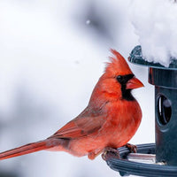 MANGEOIRE SQUIRREL BUSTER PLUS