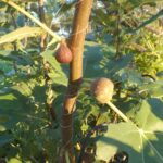 FICUS CARICA - CHICAGO HARDY