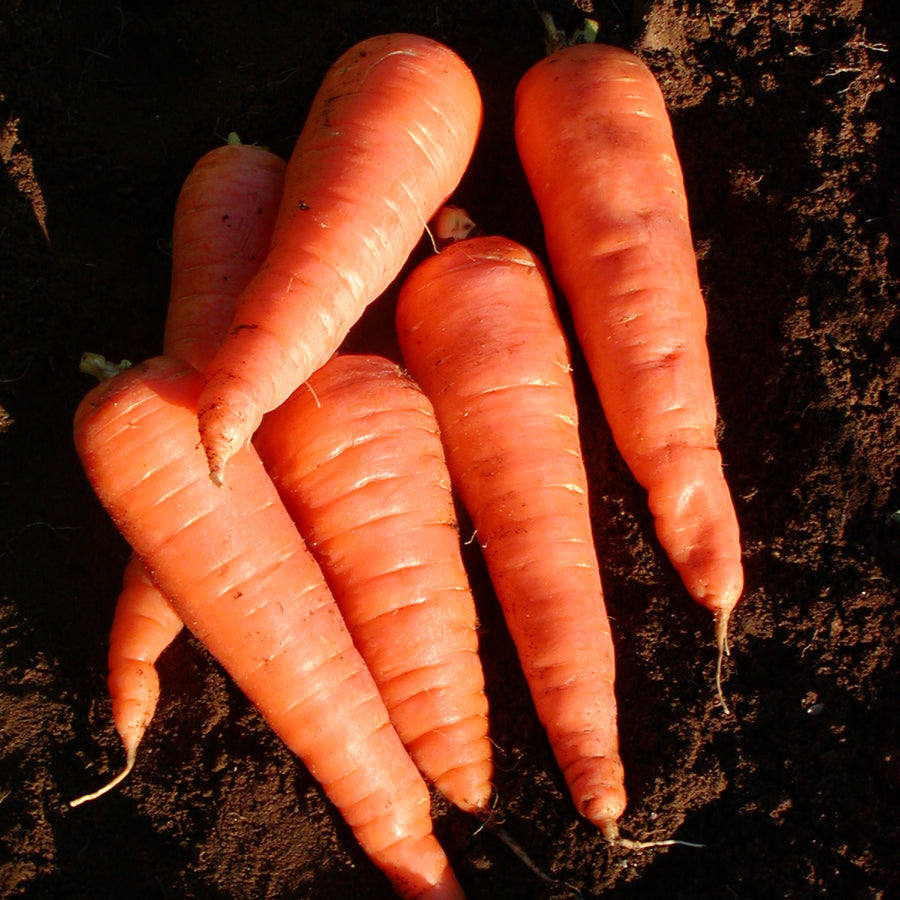 SEMENCES BIOLOGIQUES: CAROTTE RED CORED CHANTENAY
