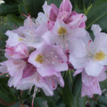RHODODENDRON - CATAWBIENSE ALBUM