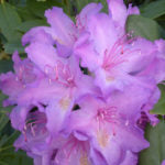 RHODODENDRON - CATAWBIENSE BOURSAULT