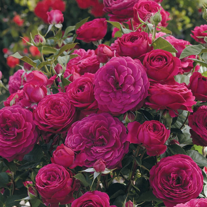 ROSA - CELESTIAL NIGHT