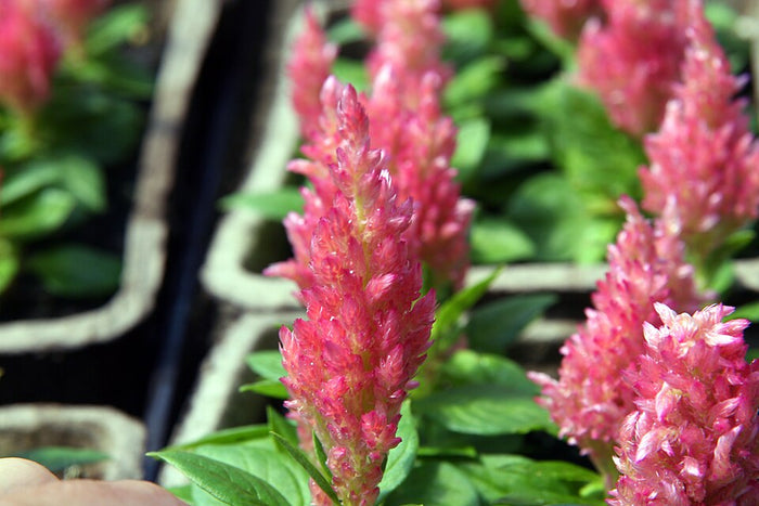 CELOSIA ARGENTEA VAR. PLUMOSA - ROSE