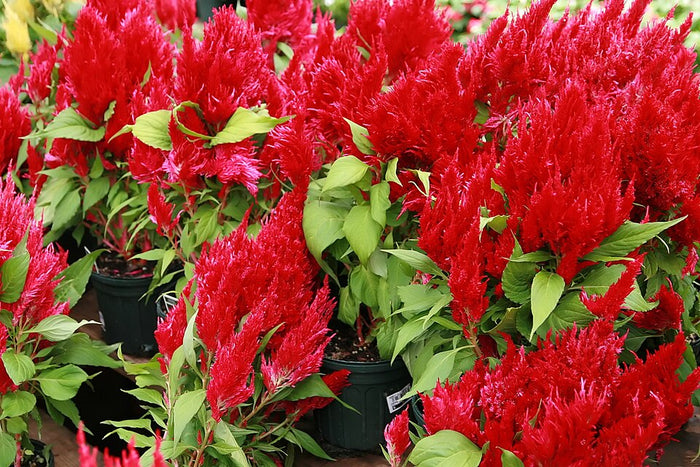 CELOSIA ARGENTEA VAR. PLUMOSA - ROUGE