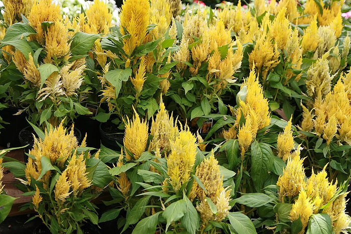 CELOSIA ARGENTEA VAR. PLUMOSA - JAUNE