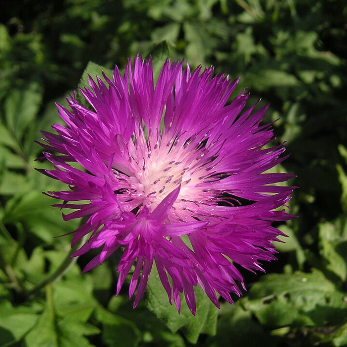 CENTAUREA DEALBATA
