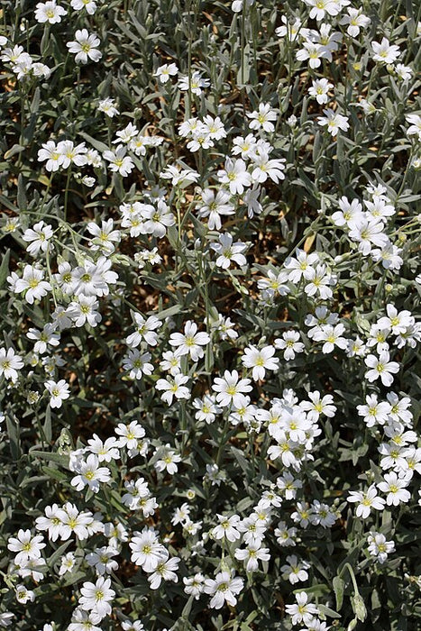CERASTIUM TOMENTOSUM