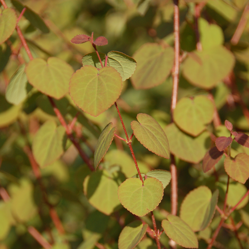 CERCIDIPHYLLUM JAPONICUM