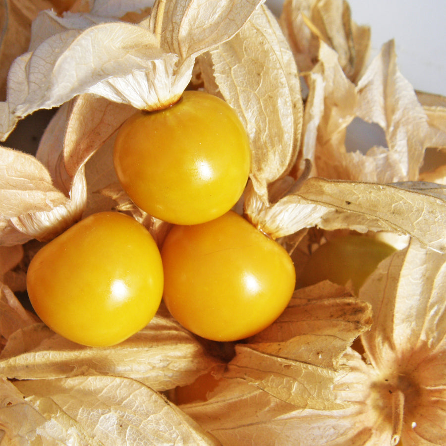 SEMENCES BIOLOGIQUES: CERISE DE TERRE GÉANTE