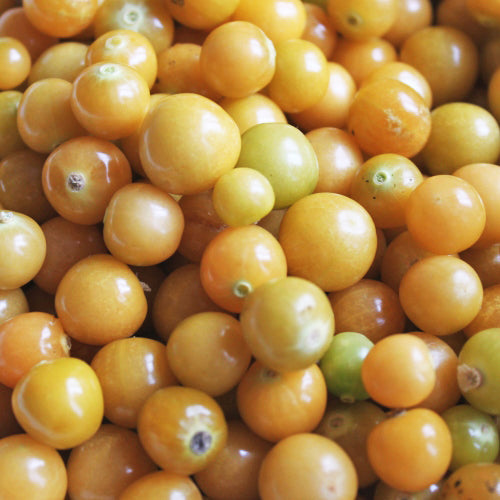 SEMENCES BIOLOGIQUES: CERISE DE TERRE GOLDEN HUSK