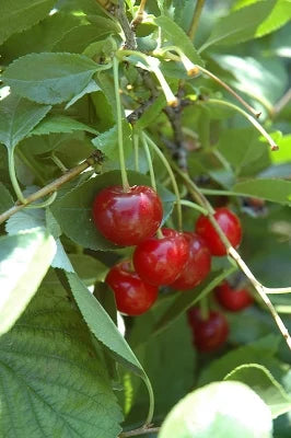 PRUNUS - CRIMSON PASSION