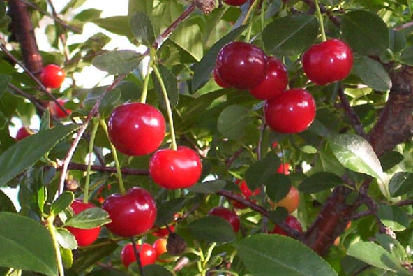 PRUNUS JULIET