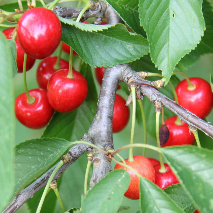 ORGANIC PRUNUS CERASUS CRIMSON PASSION #1