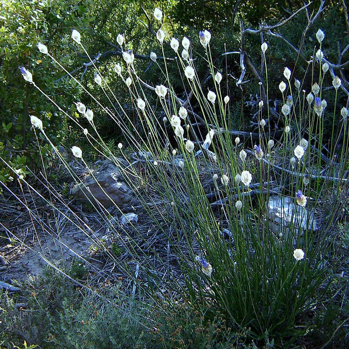 CATANANCHE CAERULEA