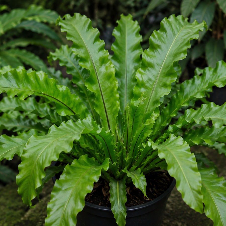 ASPLENIUM - NIDUS-CRISSIE