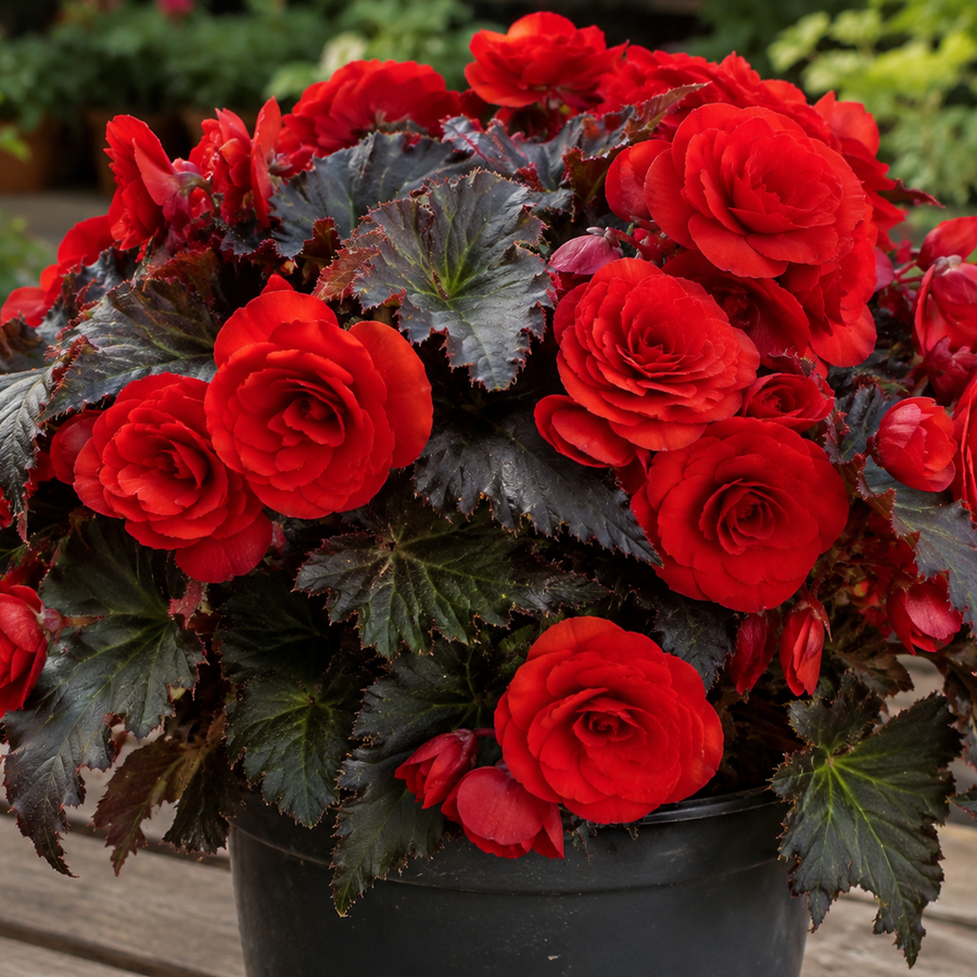 BEGONIA - RED KISS