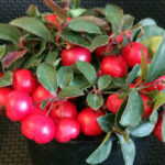 GAULTHERIA PROCUMBENS - CHERRY BERRIES