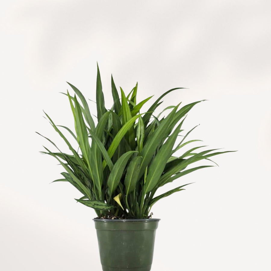 AGLAONEMA - CUTLASS