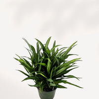 AGLAONEMA - CUTLASS