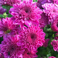 CHRYSANTHEMUM - ICE PINK IGLOO