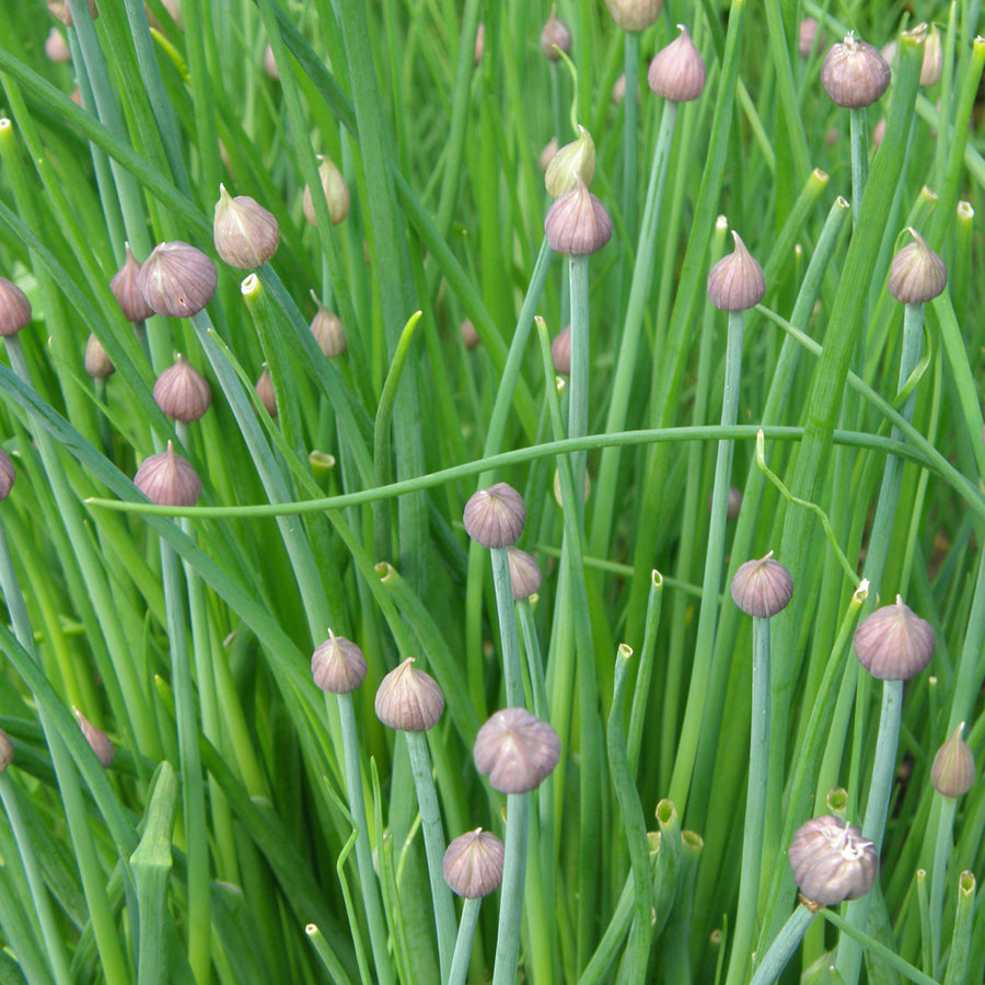 SEMENCES BIOLOGIQUES: CIBOULETTE DE JARDIN