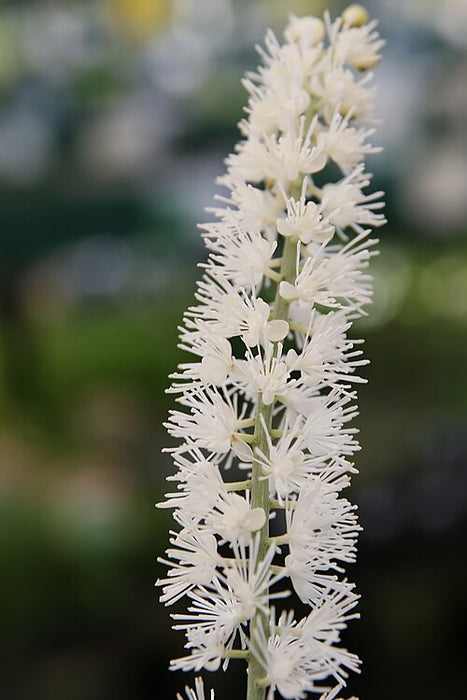 CIMICIFUGA SIMPLEX - WHITE PEARL