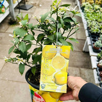 CITRUS LIMON