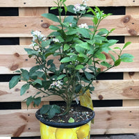 CITRUS LIMON