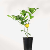 CITRUS MEYER LEMON
