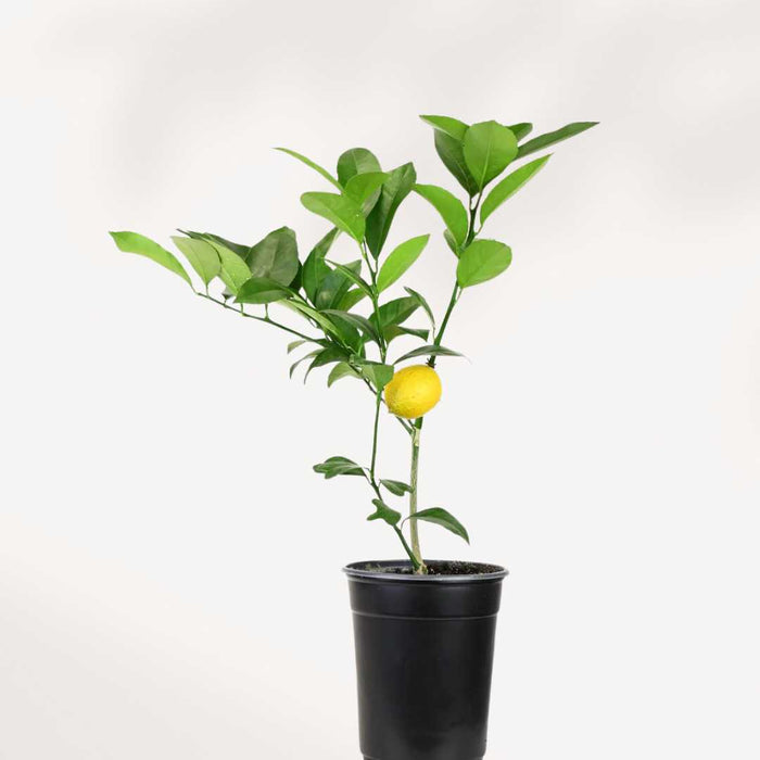 CITRUS MEYER LEMON