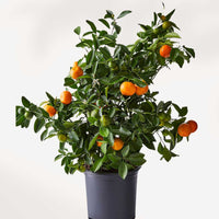 CALAMONDIN ORANGE