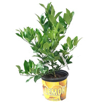 CITRUS LIMON
