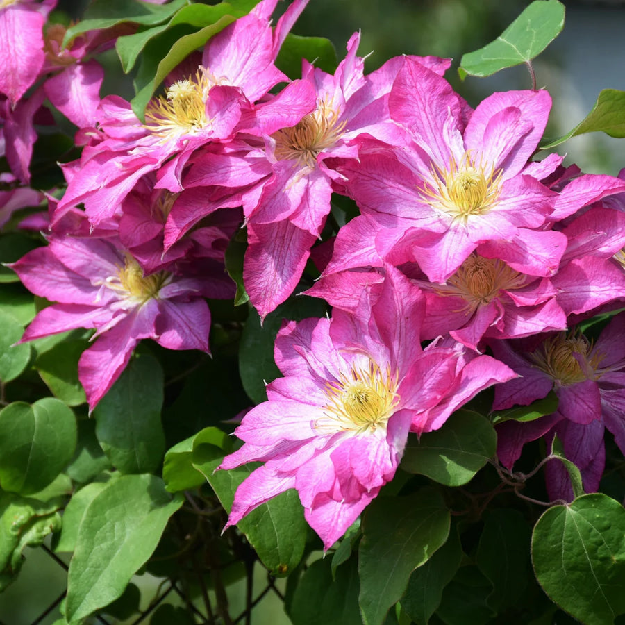 CLEMATIS - ASAO