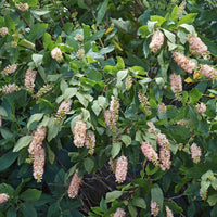 CLETHRA ALNIFOLIA - RUBY SPICE